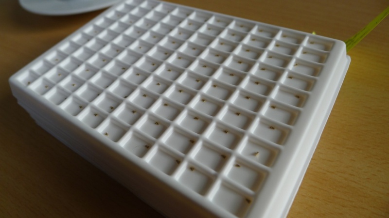 I believe these are the applied hour indices for the RG Dune edition