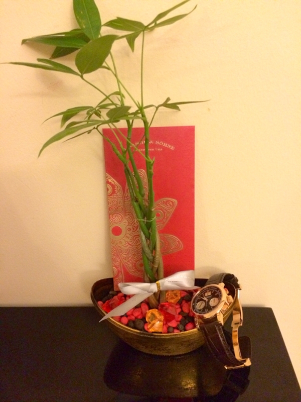 My very own money plant at home now. I will nurture and grow it well <img src=