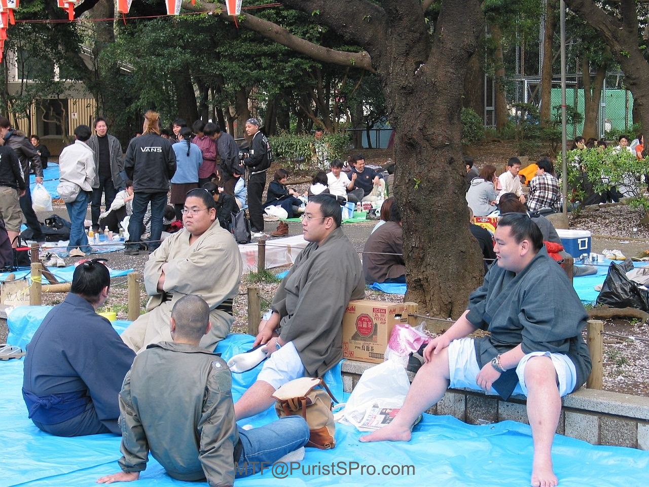 Hanami season for Sumo wrestlers