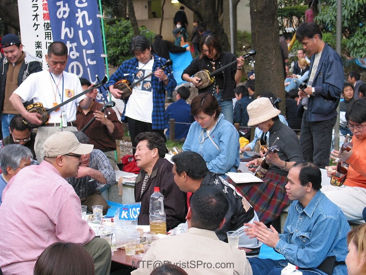 Hanami season for shamisen players