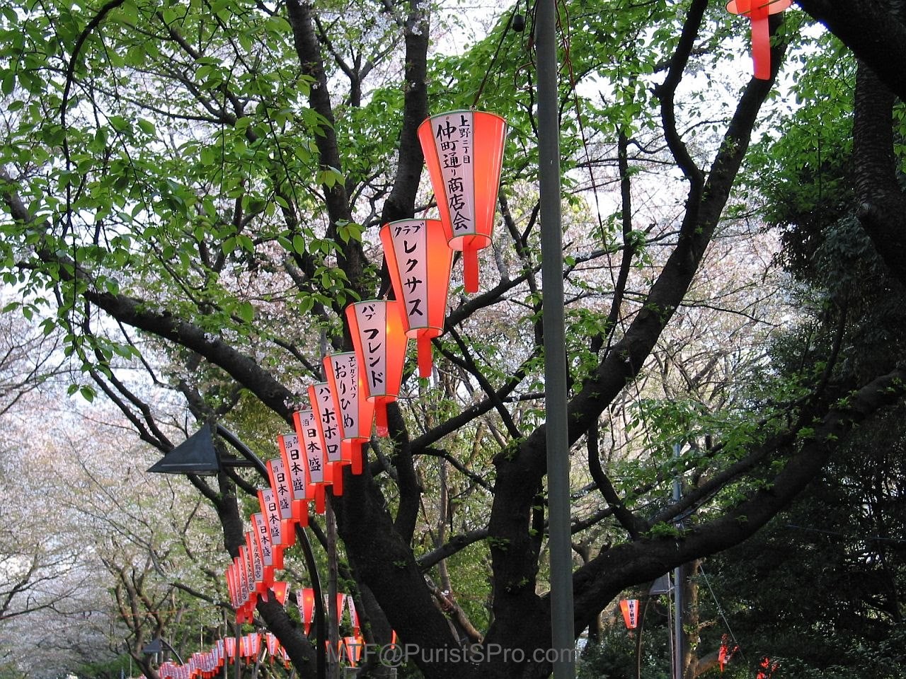 Hanami season in Ueno Park