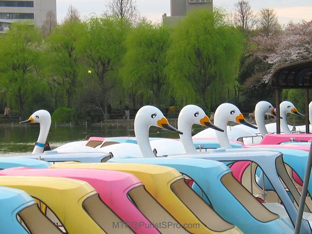 Beauties in Ueno