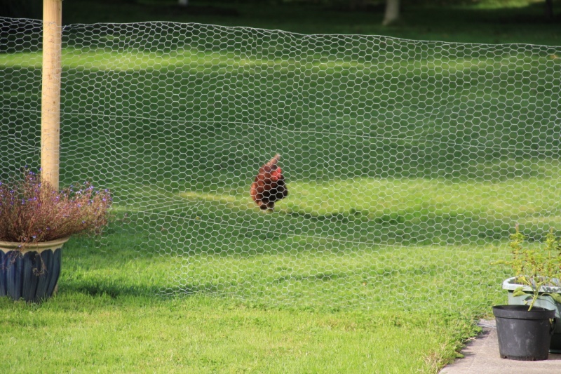 Security? Absolutely. There is the guard chicken.