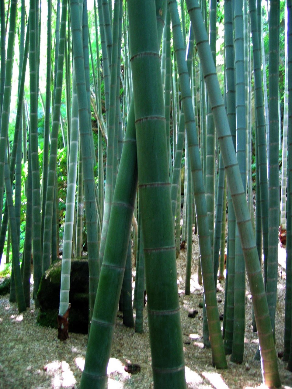 Bamboo Forest