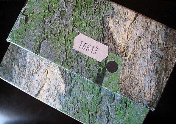 Rolex watch listing