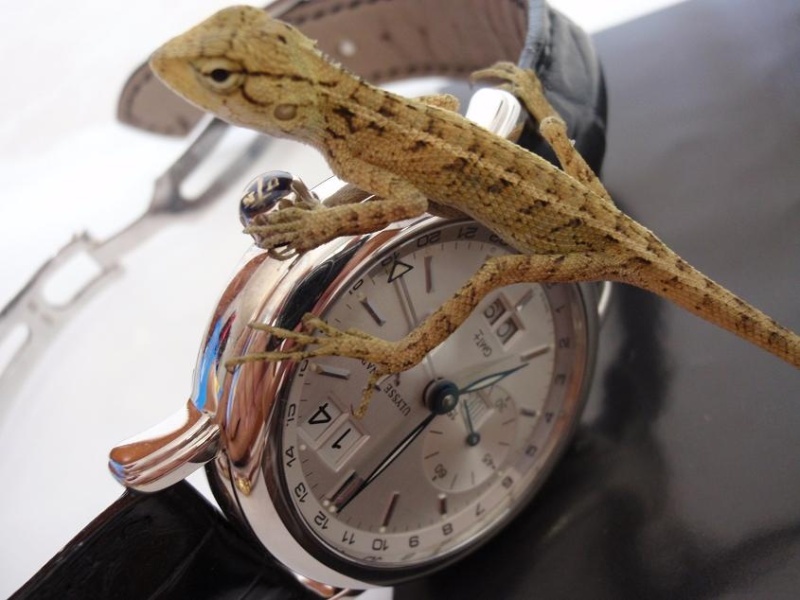 Ulysse Nardin watch listing