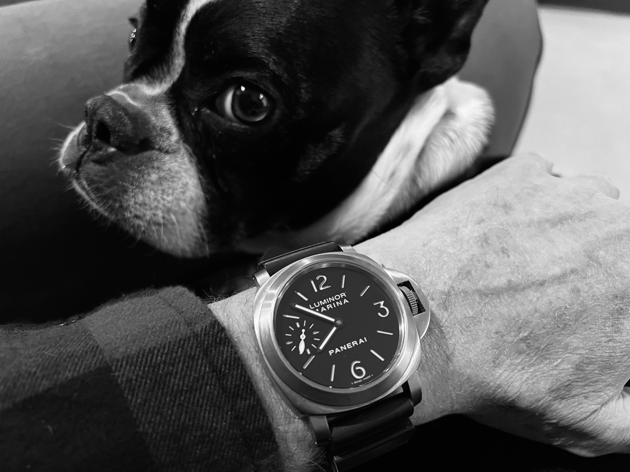 Watch by Officine Panerai, Panerai, Luminor, Luminor Marina, PAM177
