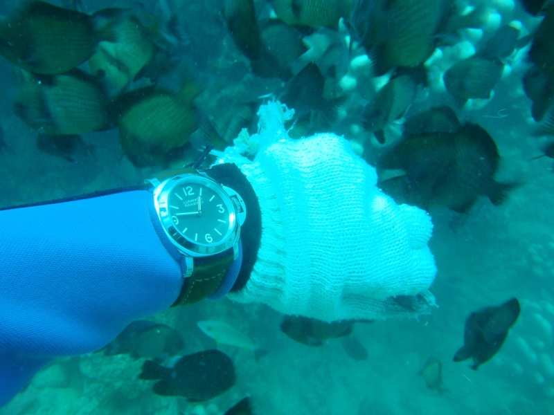 the shiny PAM390 attracts fish
