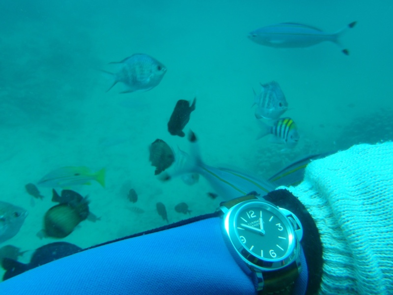 no dive bezel is better than the useless inner dive bezel on the AP Diver