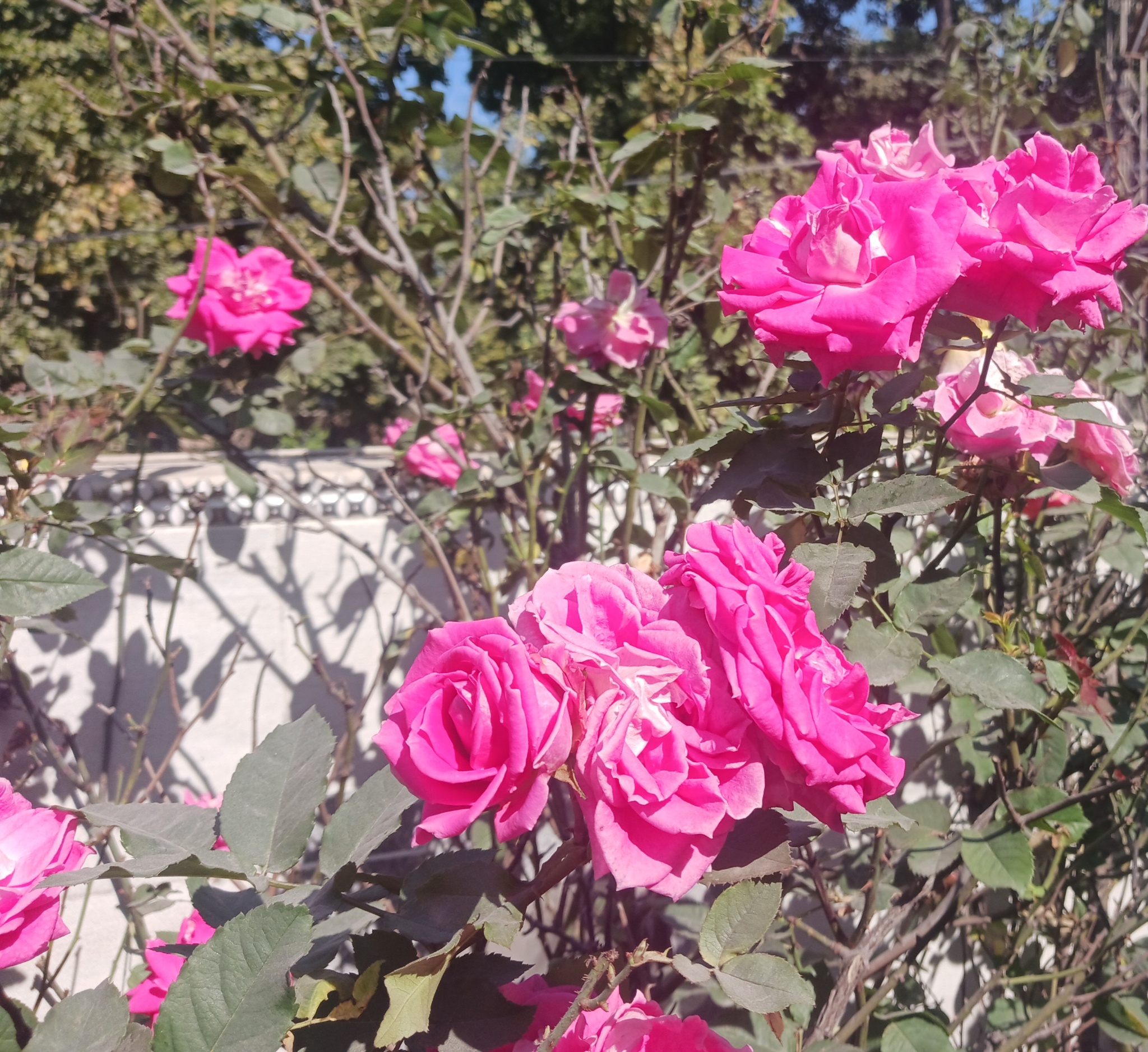 Photography - Spring