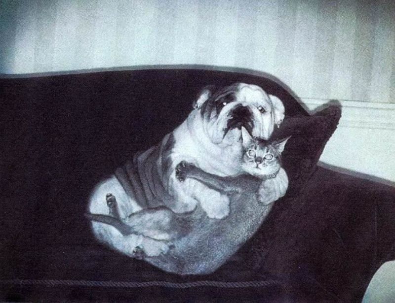 Animal magnetism