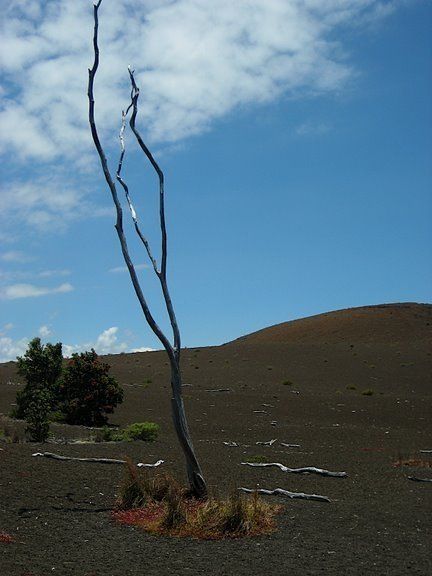Post-eruption landscape, Volcanoes National Park on the big island of Hawaii