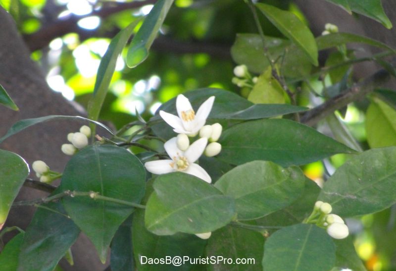 Orange blossoms in the backyard.