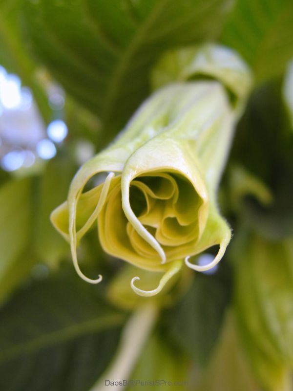 I wonder if the moths are attracted to the smell of blooming angel's trumpets?