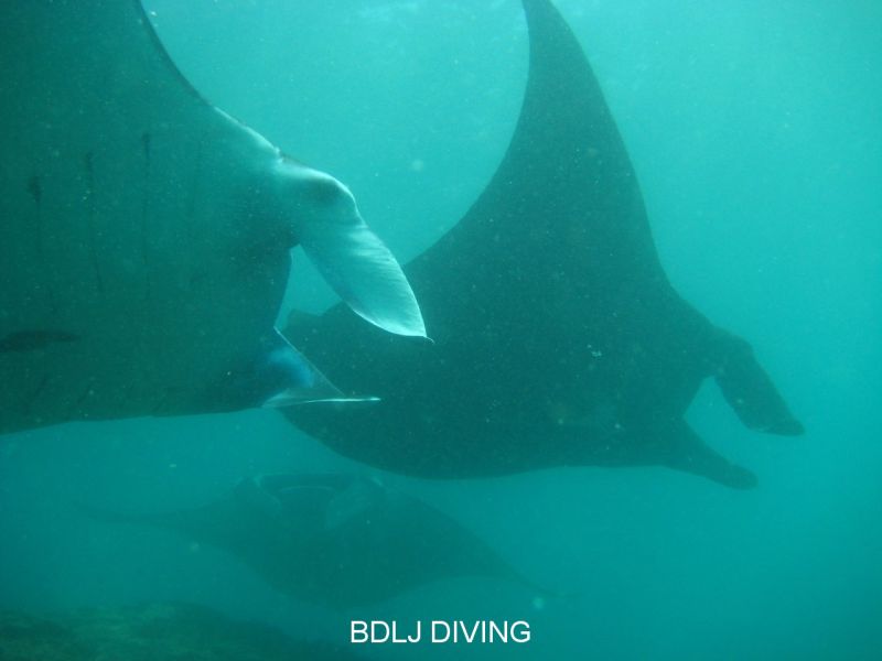 Mantas at Nusa Penida