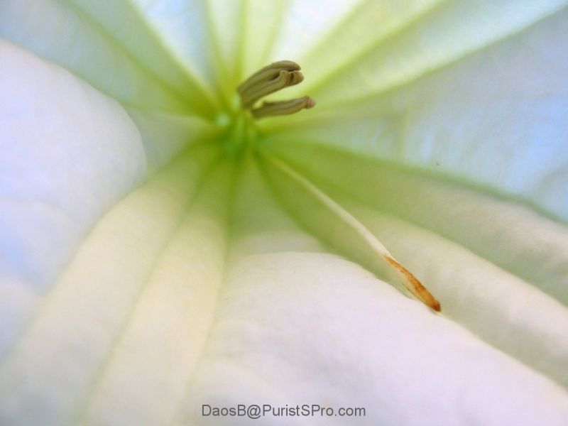 The blossoms have a strong, sweet-spicy smell.