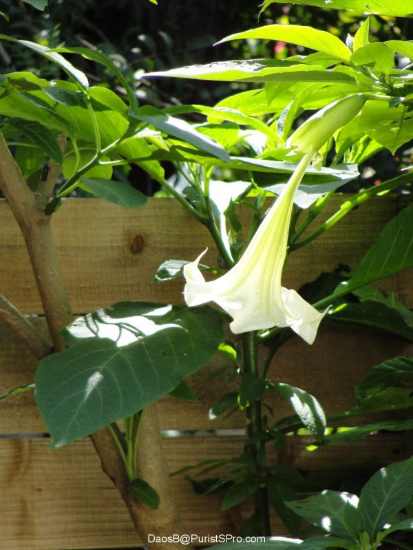 Angel's trumpets.