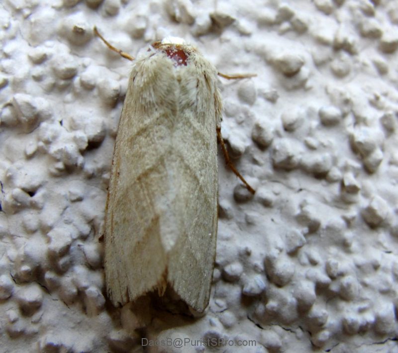 Another moth I found pretty and lightly covered in iridescent powder.