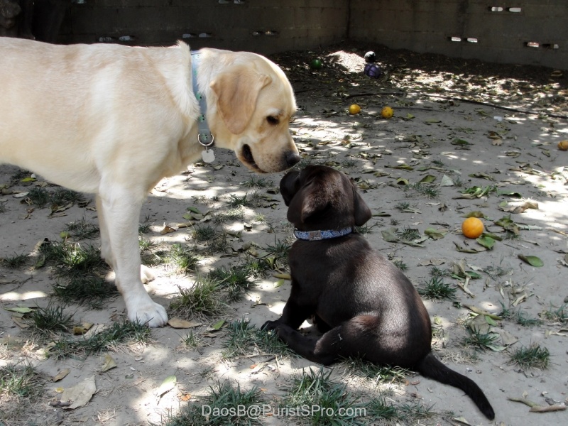 Reign is undecided how much he really likes this interloper! <img src=