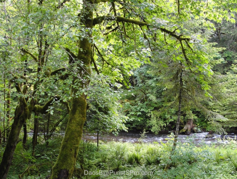 One one word can describe our locale: lush.