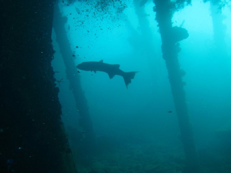 This Barracuda followed us around. Disconcerting having a 5 ft critter on your case...