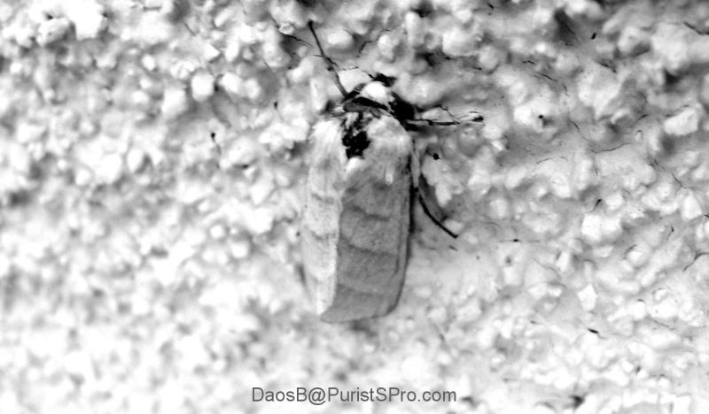 Here he is again in black & white.
