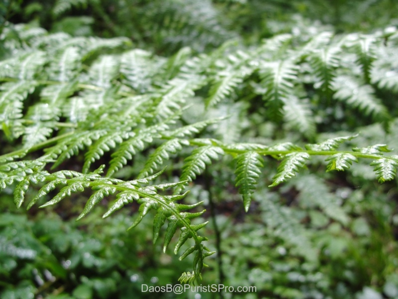 So many shades of green!