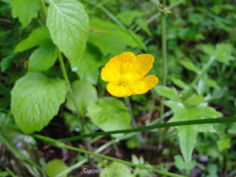 Charming wildflowers underfoot.