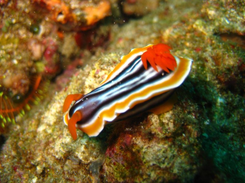 Mr Nudibranch with his antlers flowing in the surge