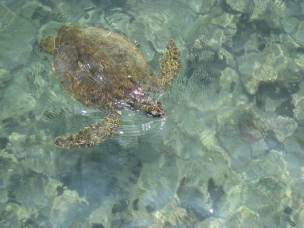 A green sea turtle we saw during our snorkeling trip in Kona.