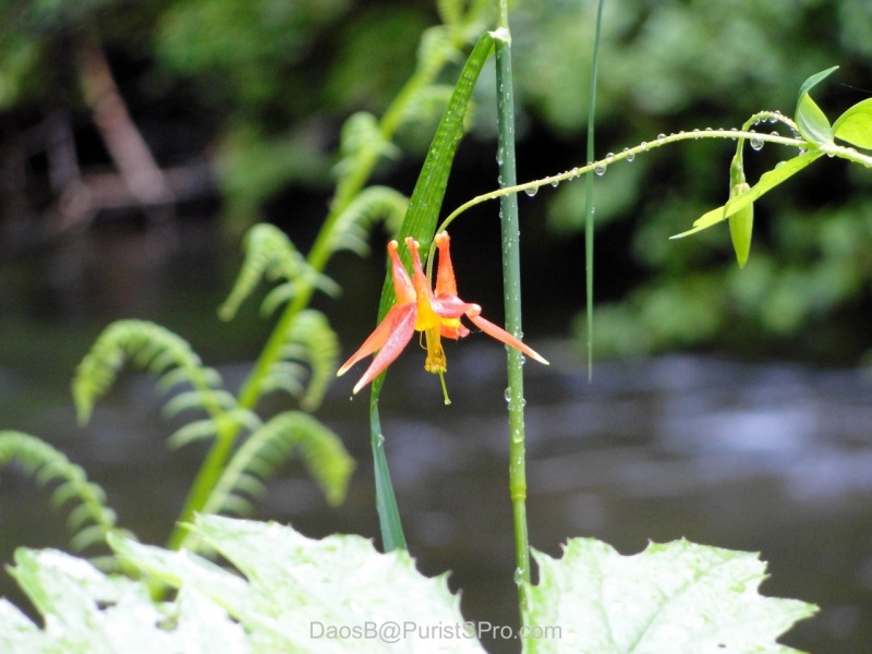 A delicate Columbine plant.