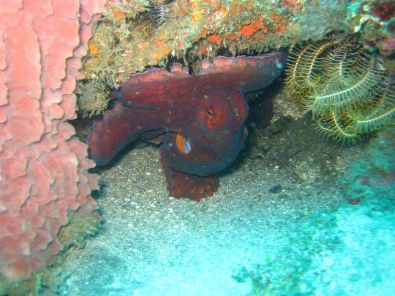 Mr Octopus, hiding away