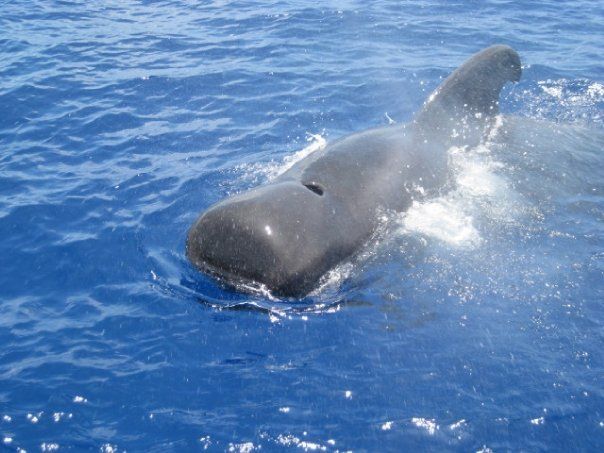 A short-fin pilot whale that came up to our boat and splashed us. This whales pod all came up to our boat and played with us. It was amazing.