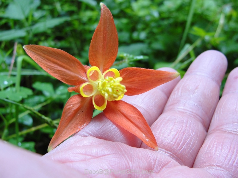 The Columbine flower -- gorgeous!