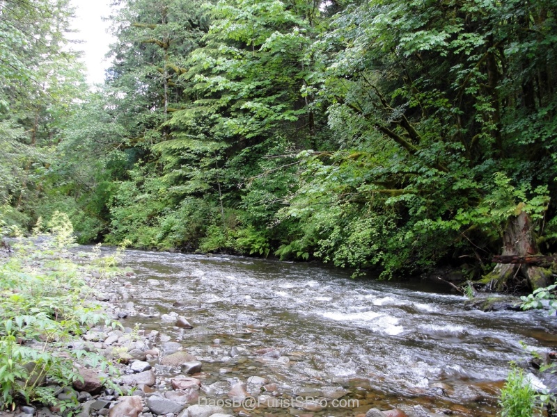 The creek behind our rental house.