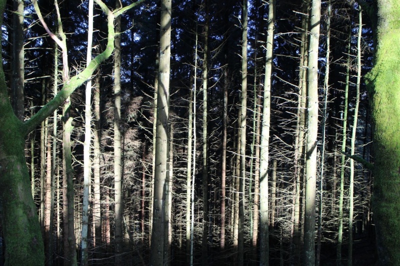 High contrast framed with two moss covered trees..