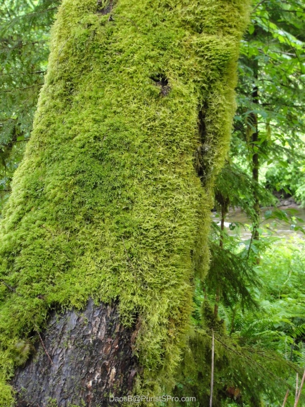 Soft green moss covered all the old trees.