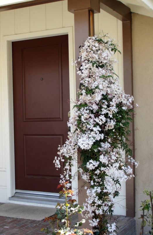 Pink jasmine on the front porch.
