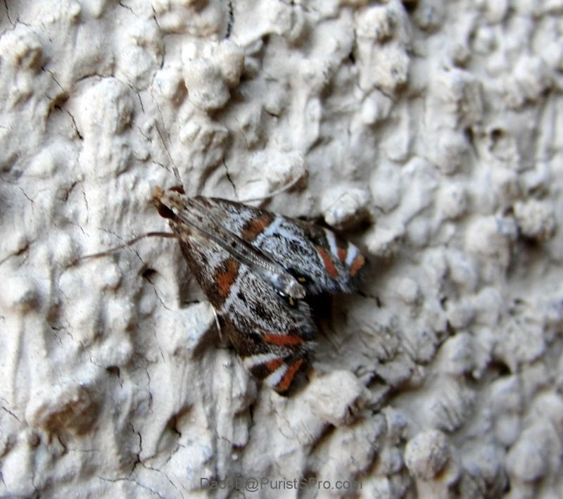 A smaller, but equally intriguing moth. This beauty was tiny; the size of my pinky fingernail.