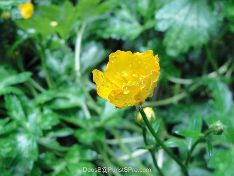 All the flowers were dewy with moisture.