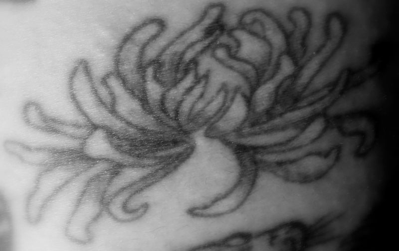 A stylized chrysanthemum blossom from an old Japanese text.