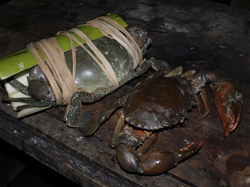 at night we went to look for crabs