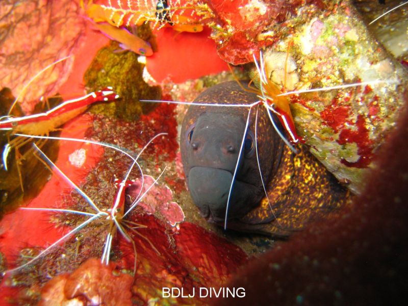 That's Amore! Punning aside, Moray getting cleaned by Shrimp