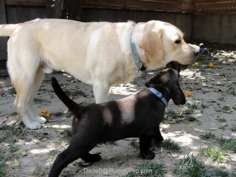 Kisses big brother!