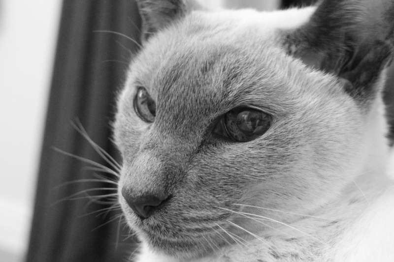 Portrait...