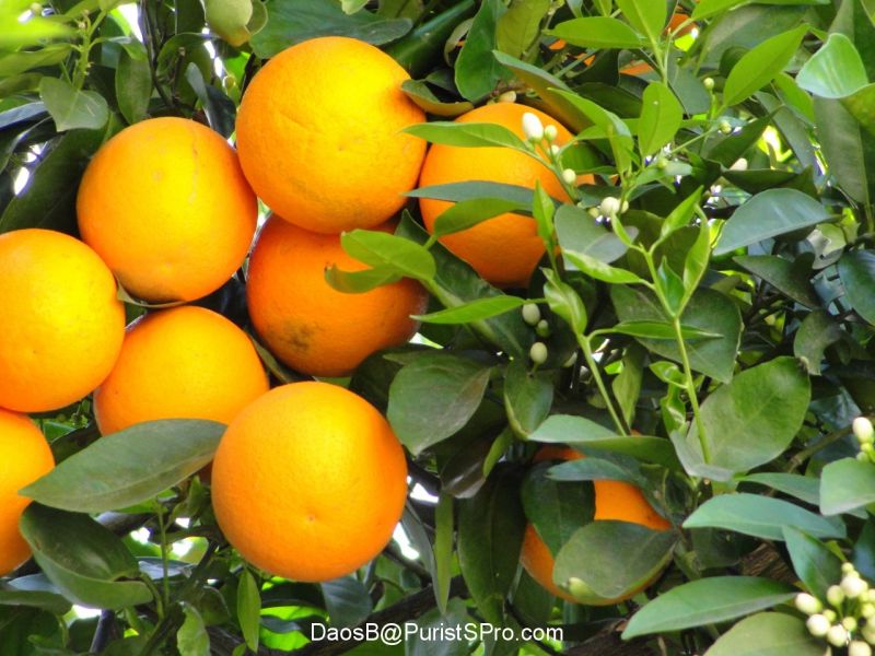 Oranges on my tree.