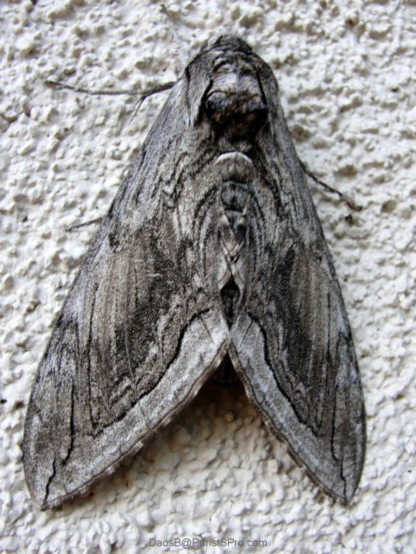 This moth was huge! Maybe 3' long.