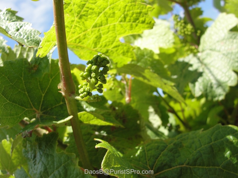 I'm going to be a lush Pinot when I grow up!