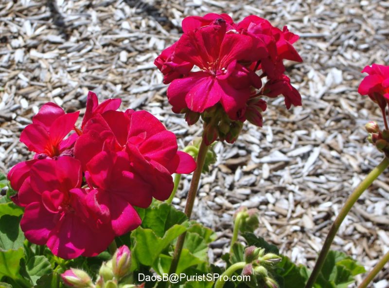 Hot pink geraniums.