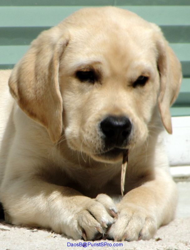 Chewing on sticks!